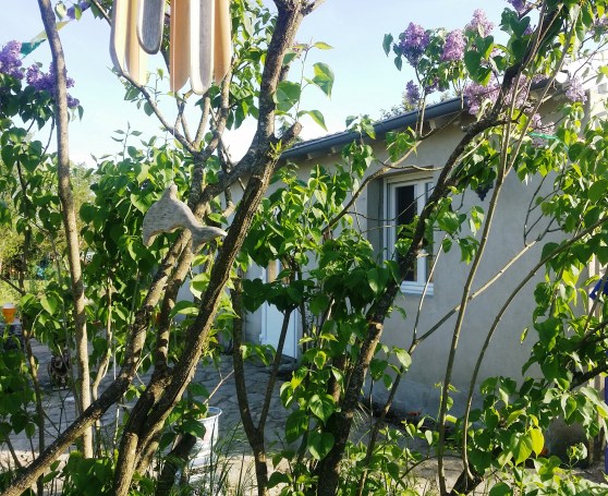 LILAS PRINTEMPS DEVANT CABINET
